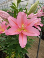 [4226 Vendome No02.JPG]